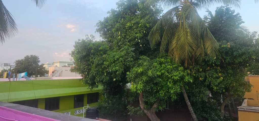 The Mango trees
